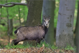 <p>KAMZÍK HORSKÝ (Rupicapra rupicapra) Lužické hory, Studenec ---- /Chamois - Gämse/</p>